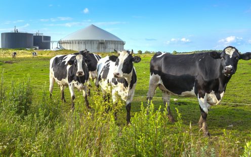 Bio Gas Installation on a farm processing Cow Dung as a side business activity